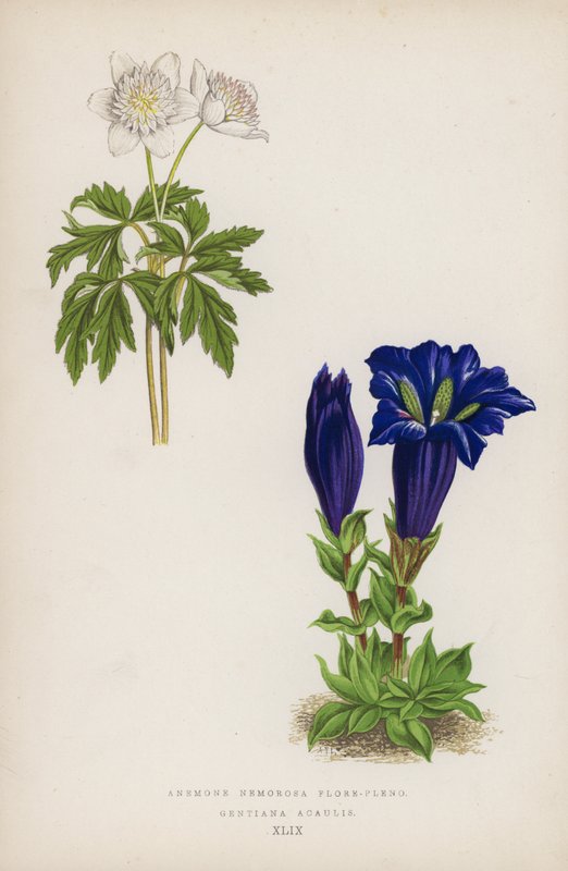 Anemone Nemorosa Flore-pleno; Gentiana Acaulis (cor litho) de English School