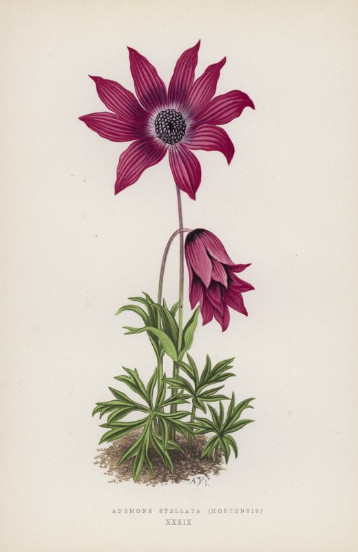 Anémona Stellata, Hortensis (litografia a cores) de English School