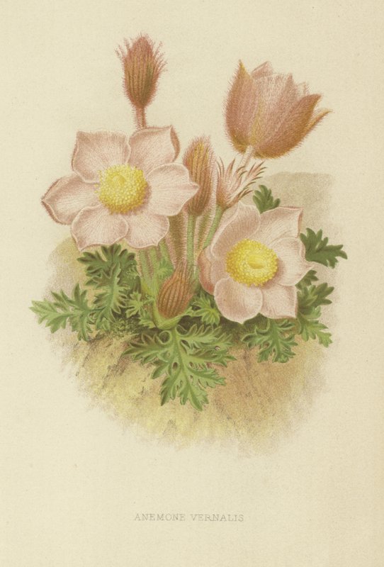 Anêmona vernalis de English School