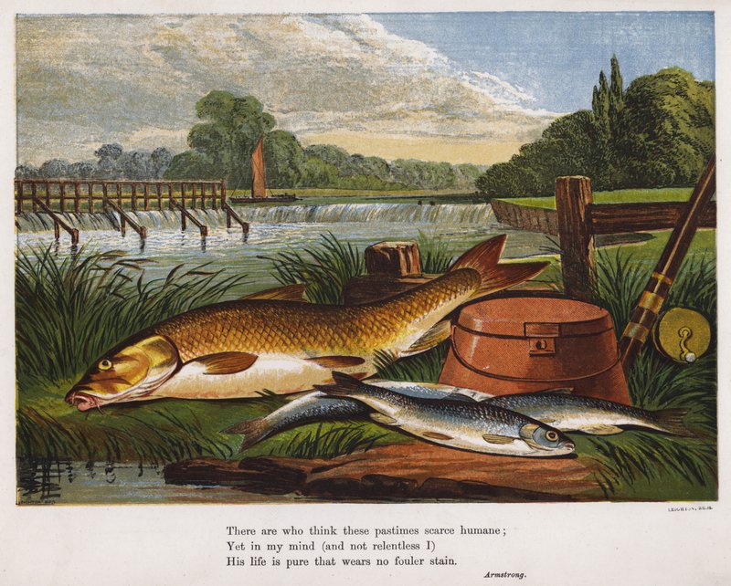 A pesca de pescado à beira do rio (gravura colorida) de English School