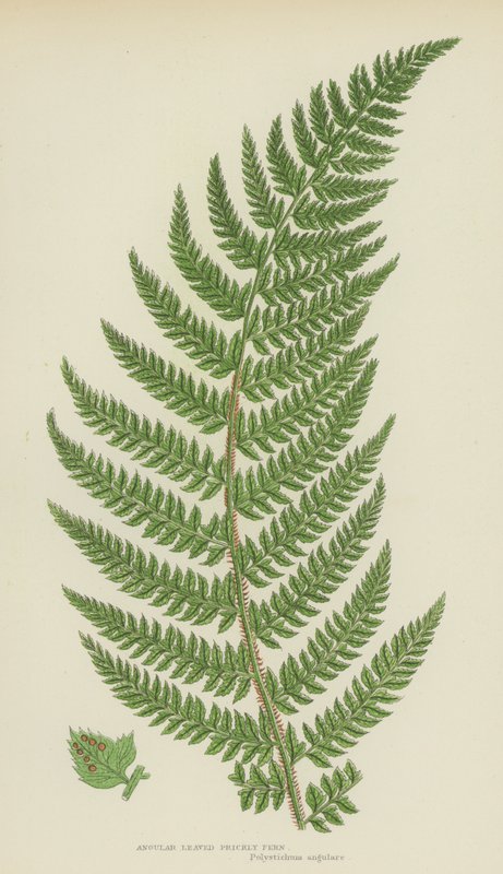 Feto de figo da índia (cor litho) de English School
