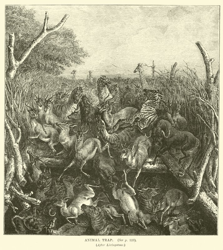 Armadilha Animal, depois de Livingstone de English School
