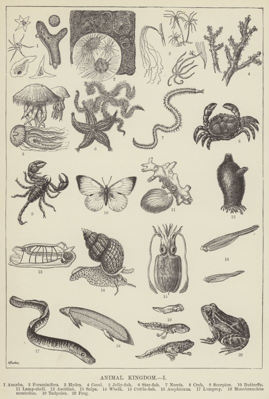 Reino animal (gravura) de English School