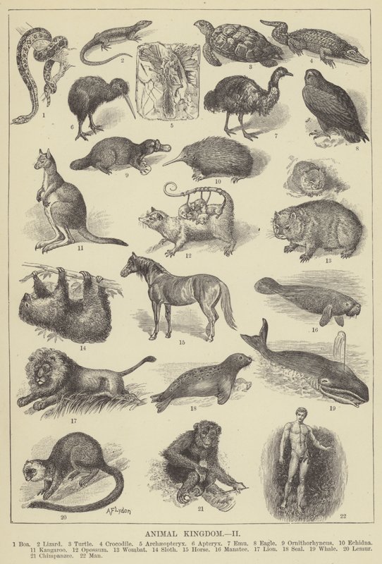Reino animal (gravura) de English School