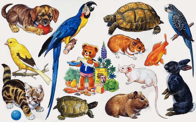 Montagem animal de English School