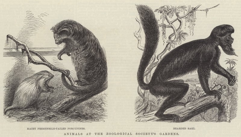 Animais nos Jardins da Sociedade Zoológica (gravura) de English School