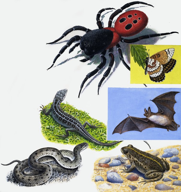 Montagem de animais de English School
