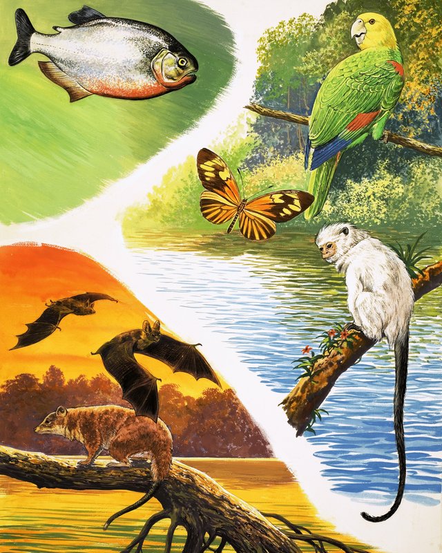 Animais que você pode encontrar no Brasil de English School