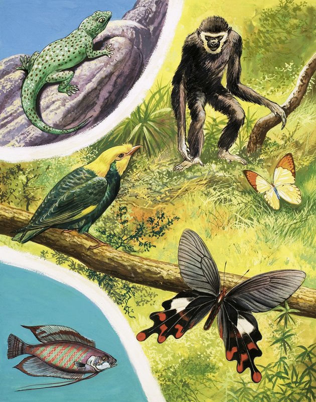 Animais que você pode encontrar na Birmânia de English School
