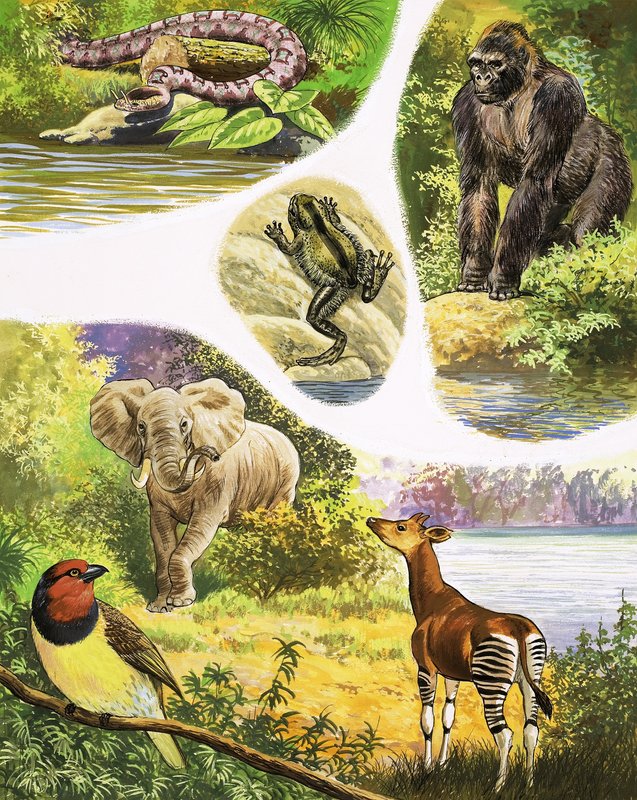 Animais que você pode encontrar no Congo de English School
