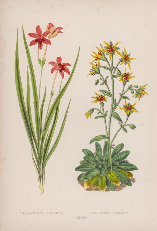 Anomatheca Cruenta; Saxifraga Mutata (litografia a cores) de English School