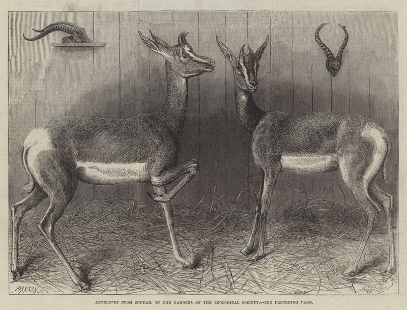 Antílopes de Soudan, nos Jardins da Sociedade Zoológica (gravura) de English School