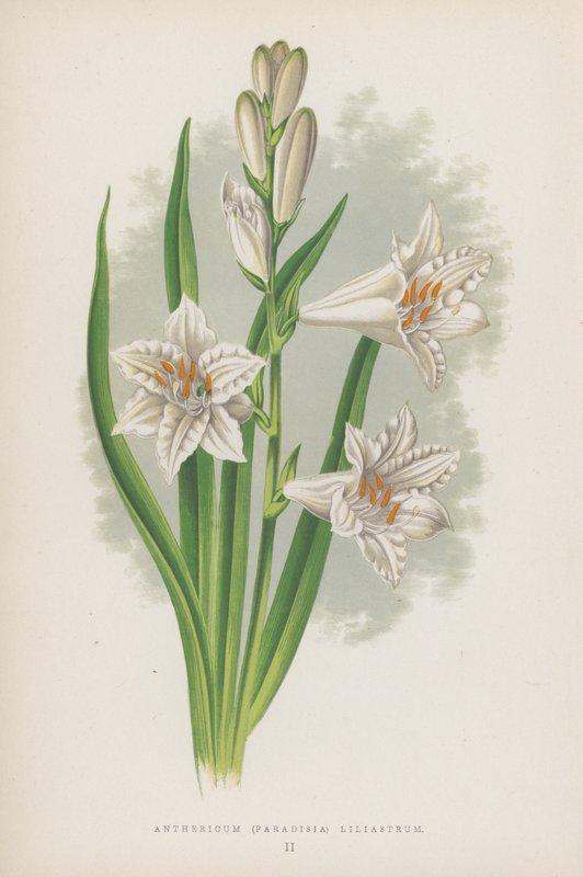 Anthericum, Paradisia Liliastrum (litografia a cores) de English School