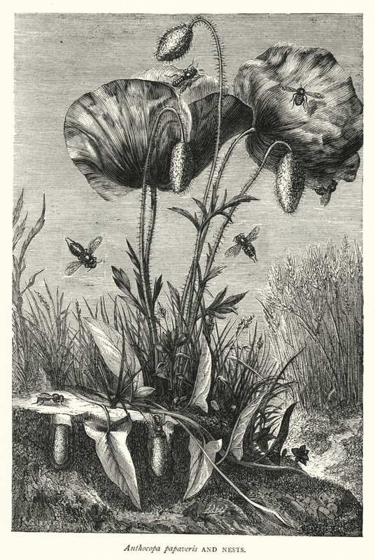 Anthocopa papaveris e Ninhos (gravura) de English School