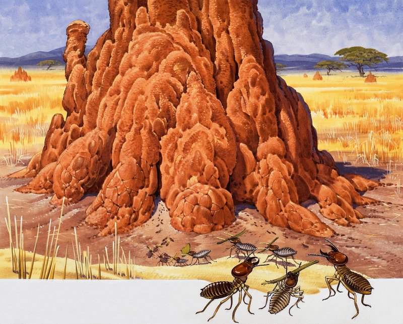 Formigas e Ant Hill de English School