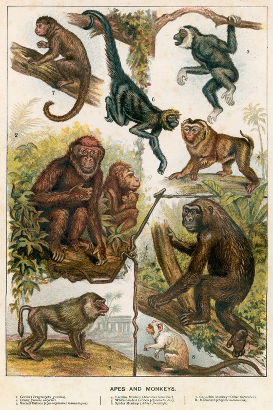 Macacos e macacos de English School
