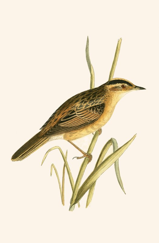 Aquatic Warbler, ilustração de "Uma História das Aves da Europa Não Observadas nas Ilhas Britânicas", de Charles Robert Bree (1811-1886), publicada em 1867 de English School
