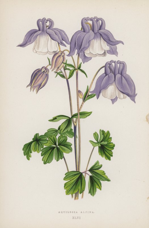 Aquilegia Alpina (cor litho) de English School