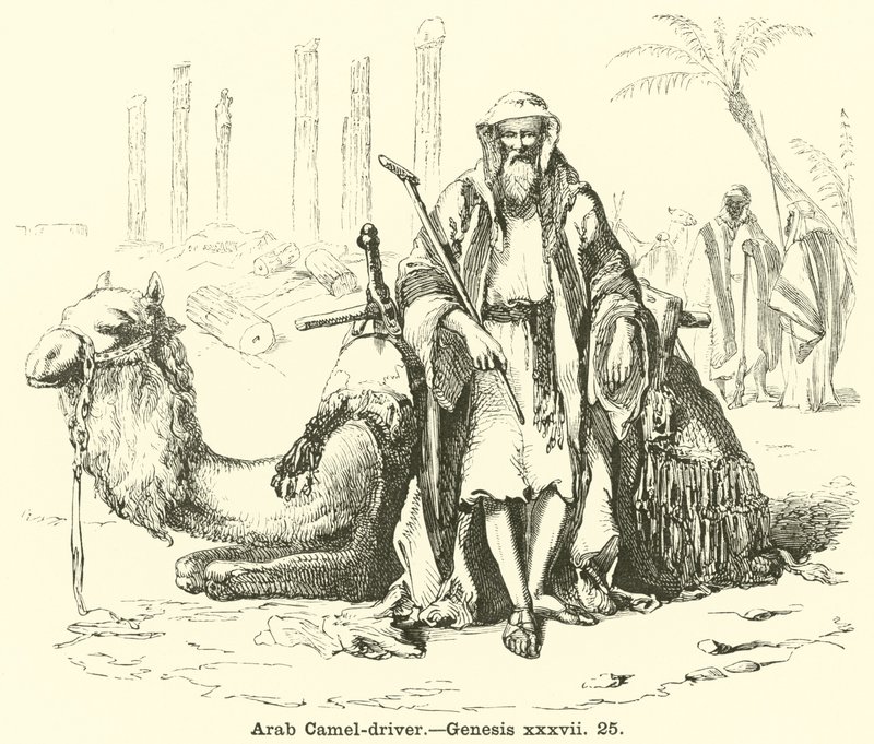 Piloto de Camelo Árabe, Gênesis, xxxvii, 25 de English School