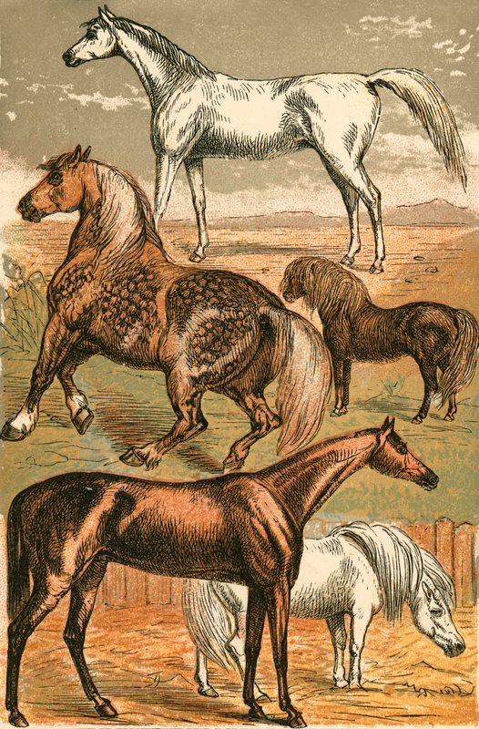 Cavalo árabe, cavalo de carro, cavalo de corrida, pônei de Shetland e pônei de English School