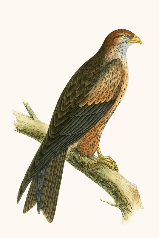 Papagaio-árabe, ilustração de "Uma história das aves da Europa não observadas nas ilhas britânicas", de Charles Robert Bree (1811-1886), publicado em 1867 de English School