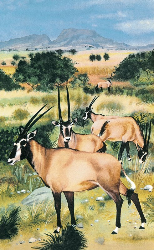 Oryx arábico de English School