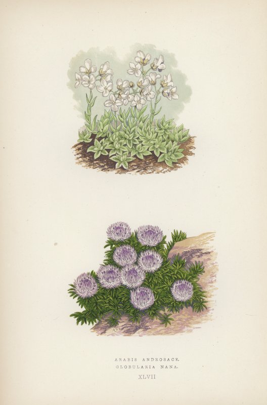 Arabis Androsace; Globularia Nana (cor litho) de English School