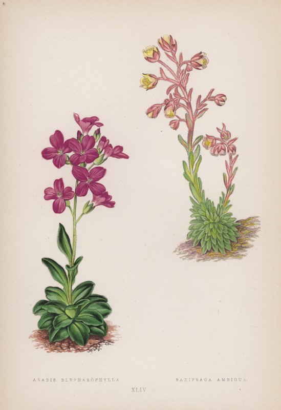 Arabis Blepharophylla; Saxifraga Ambigua (cor litho) de English School