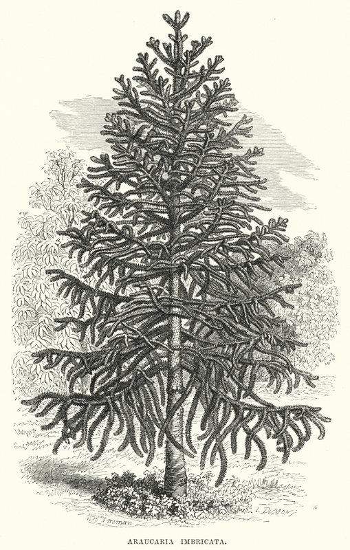 Araucária Imbricata (gravura) de English School