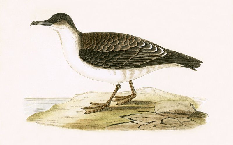 Cársea Cinérea, ilustração de "Uma História das Aves da Europa Não Observadas nas Ilhas Britânicas", de Charles Robert Bree (1811-1886), publicada em 1867 (cor litho) de English School