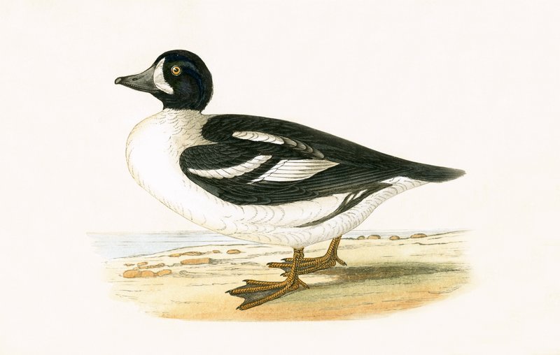 Garrot Ártico, ilustração de "Uma História das Aves da Europa Não Observadas nas Ilhas Britânicas", de Charles Robert Bree (1811-1886), publicado em 1867 de English School