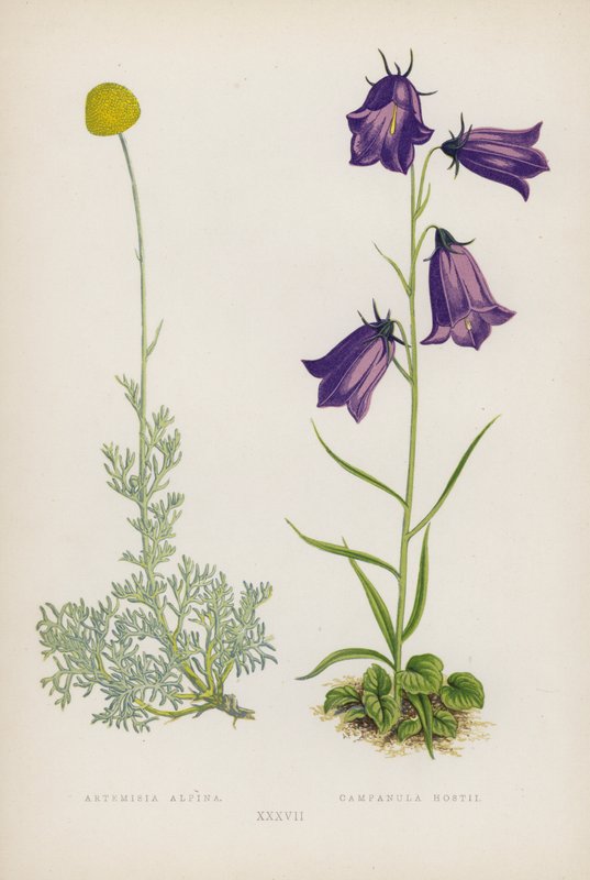 Artemisia Alpina; Campanula Hostii (litografia a cores) de English School
