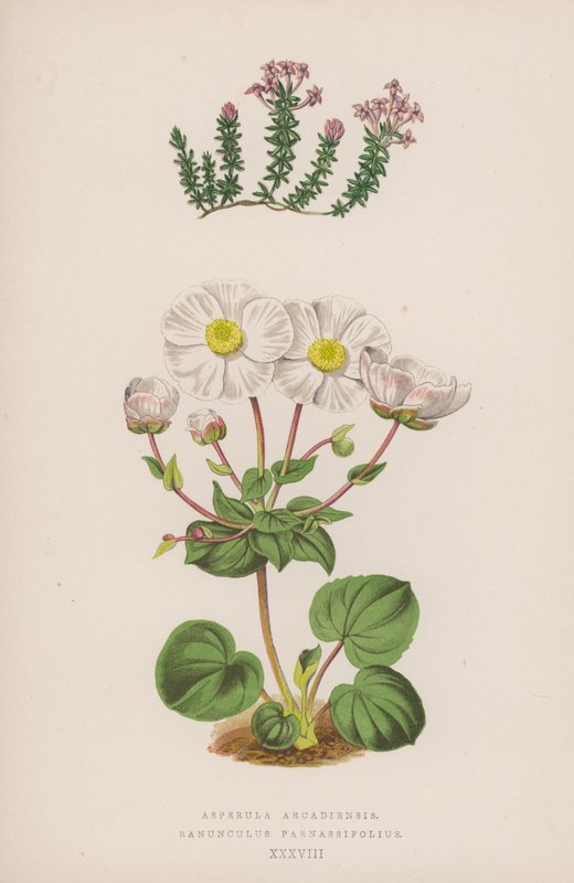 Asperula Arcadiensis; Ranunculus Parnassifolius (litografia a cores) de English School