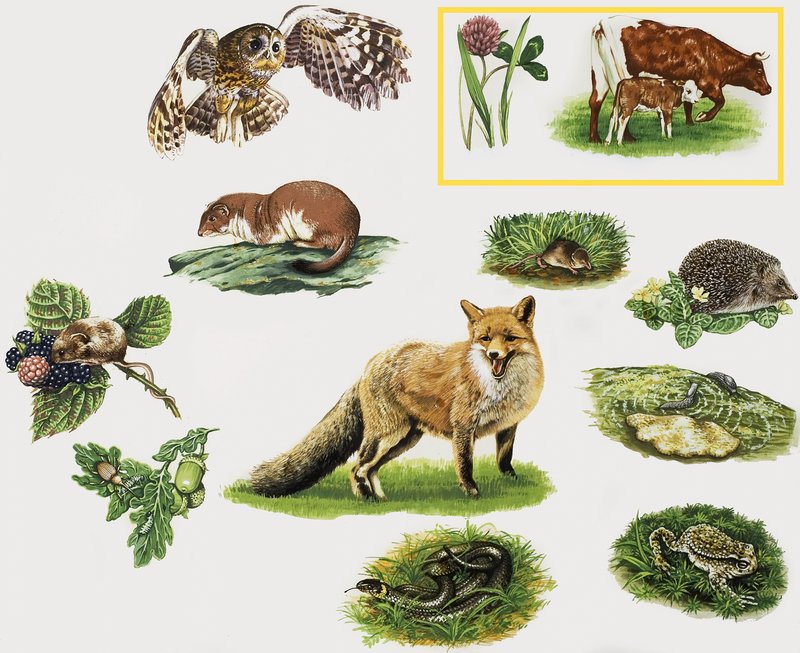 Animais sortidos de English School