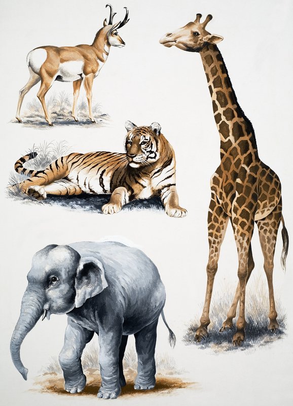 Animais sortidos de English School