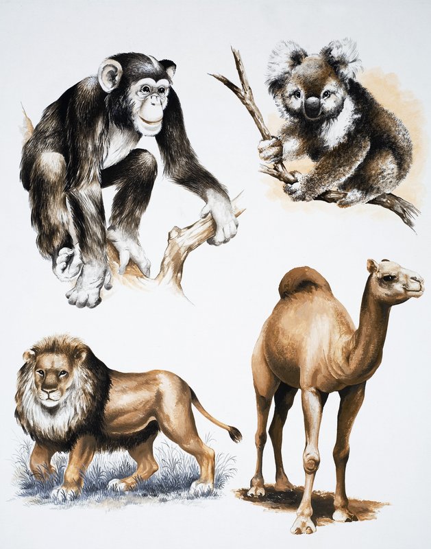 Animais sortidos de English School