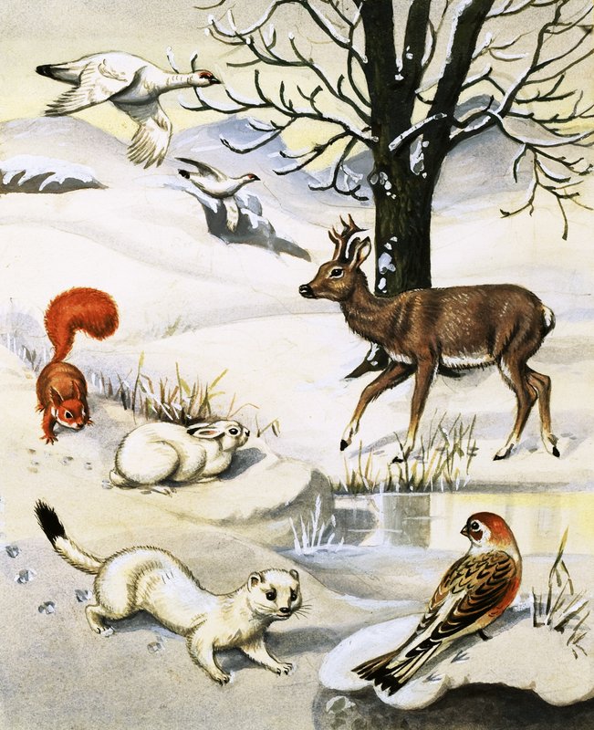 Assorted animais no inverno de English School