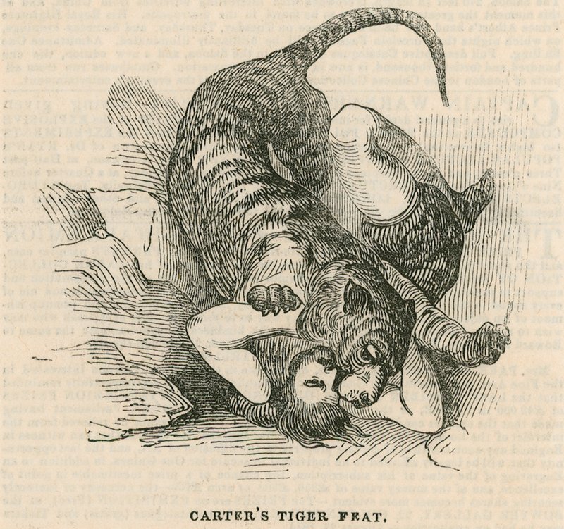 Anfiteatro Astleys, Londres - Façanha do tigre de Carters de English School