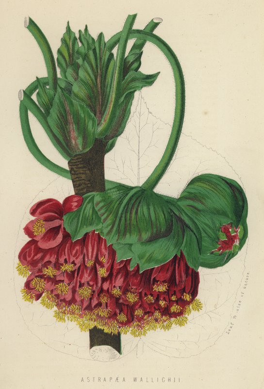 Astrapaea Vallihii (cromolita) de English School