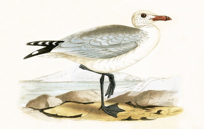 Audouin&39;s Gull, ilustração de "Uma História das Aves da Europa Não Observadas nas Ilhas Britânicas", de Charles Robert Bree (1811-1886), publicada em 1867 de English School