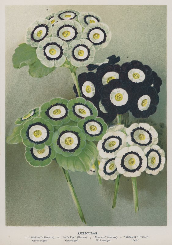Wallflowers de English School