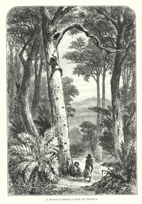 Austrália: A Native Climbing a Tree for Opossum (gravura) de English School