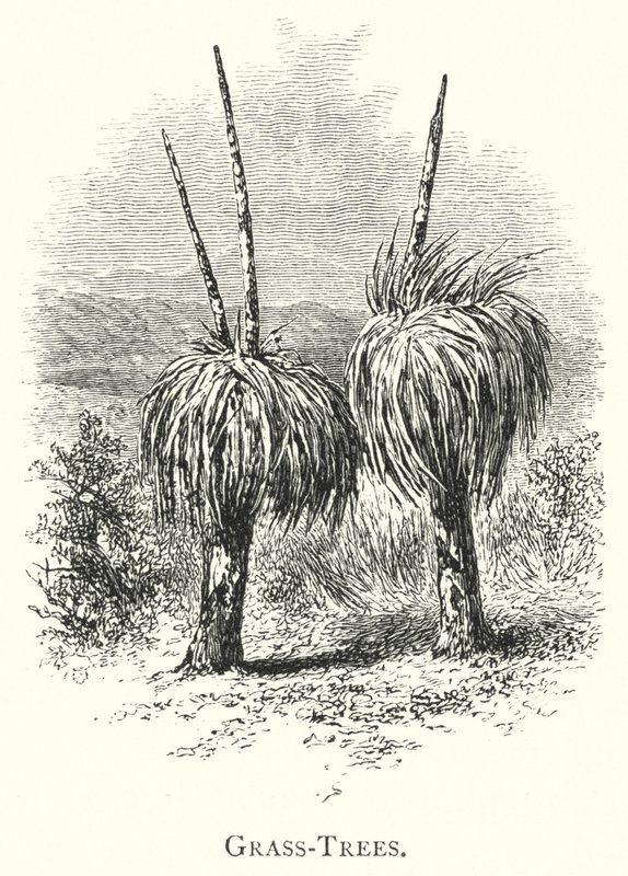 Austrália: Grass-Trees (gravura) de English School