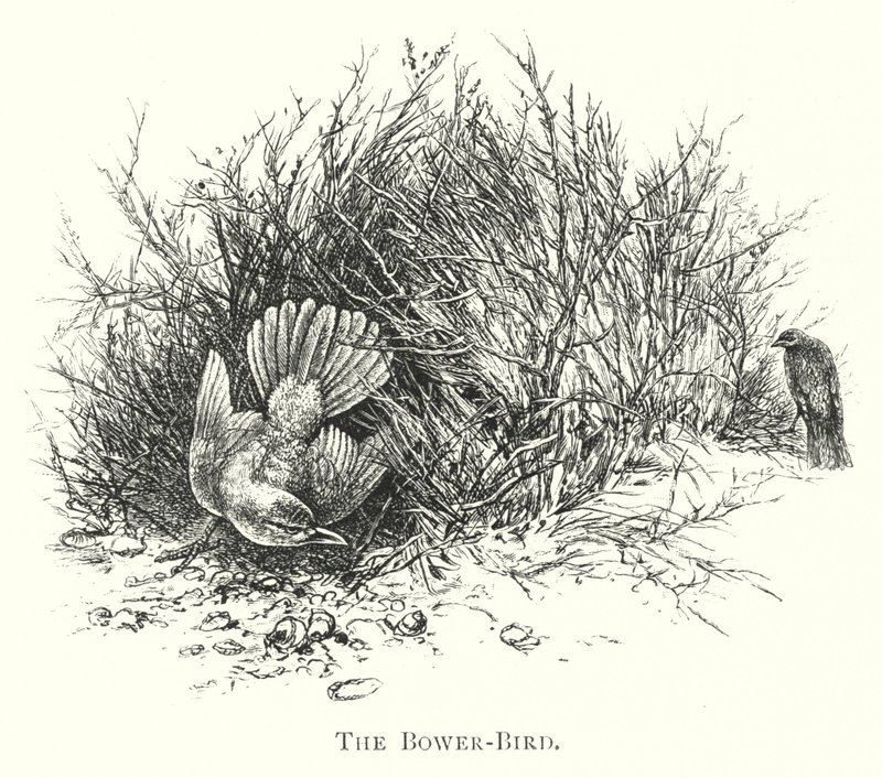 Austrália: The Bower-Bird (gravura) de English School