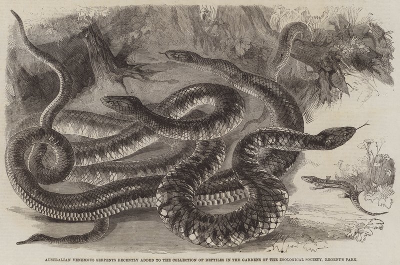 Serpentes Venenosas Australianas recentemente adicionadas à Coleção de Répteis nos Jardins da Sociedade Zoológica, Regent&39;s Park de English School