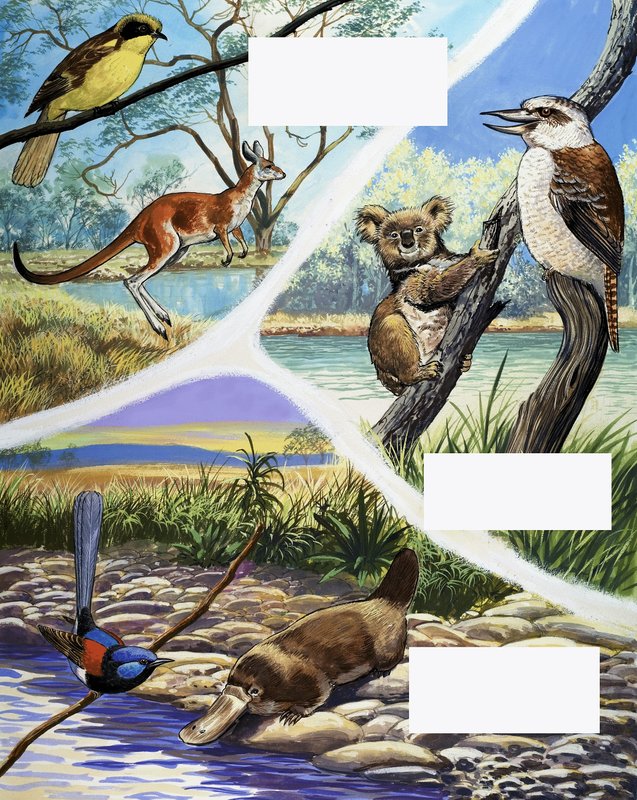 Montagem de animais australianos de English School