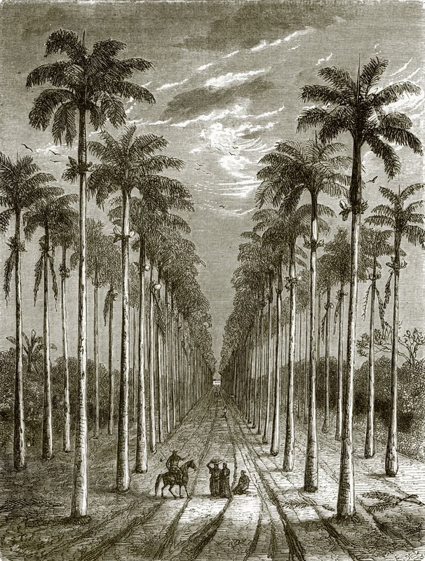 Avenida de palmeiras, levando a uma residência em Cuba de English School