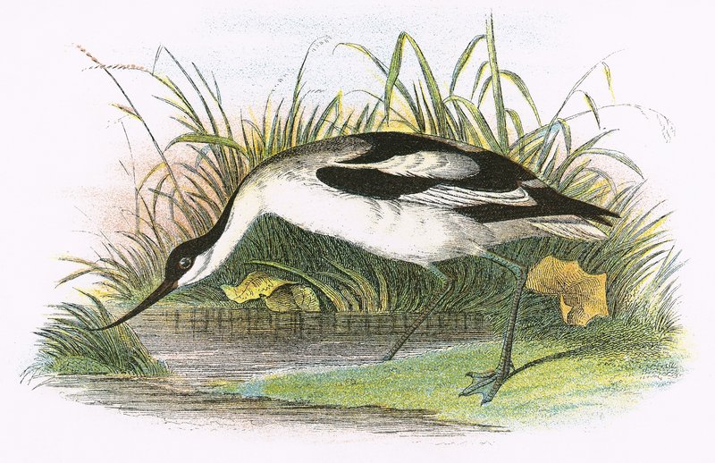 Avocet de English School