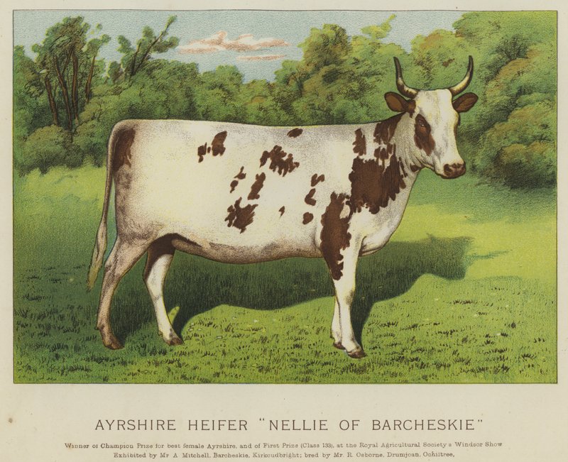 Ayrshire Heifer "Nellie of Barcheskie" (cor litho) de English School