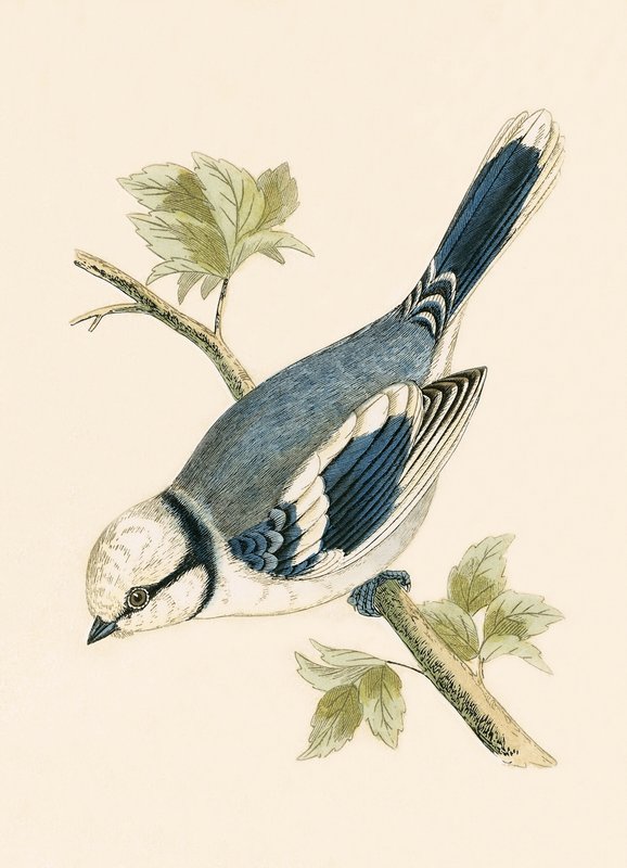 Azure Tit, ilustração de &39;Uma história das aves da Europa não observada nas ilhas britânicas&39; por Charles Robert Bree (1811-86), publicado em 1867 de English School